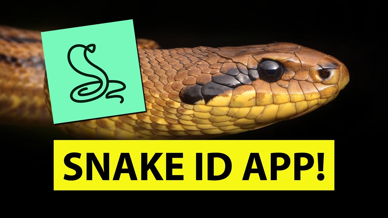 SNAKE IDENTIFICATION MOBILE APP - Snake Name - identify snakes - YouTube