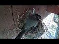 Live - Robin Nest     UPDATE: June 14 - 2nd egg laid!