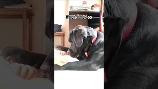 Maggy finds the hidden treat 🐶🍪 #dogshorts #shorts #viral #trending