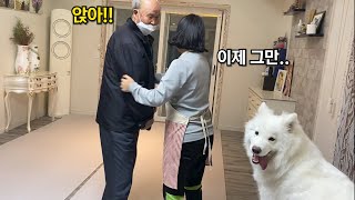 [ENG SUB] Grandpa is addicted to "sit down." (Samoyed Dog)