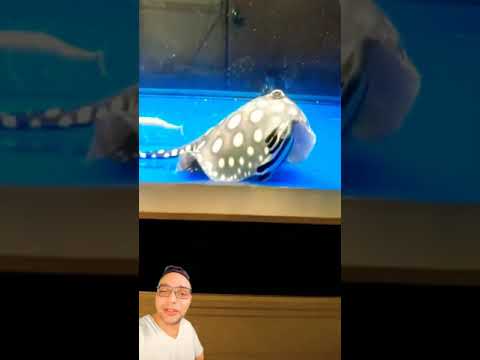 هجوم سمكة لطيفة ومحبوبه على سمكة زينه