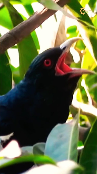 Asian koel bird sound #shorts #short #birds