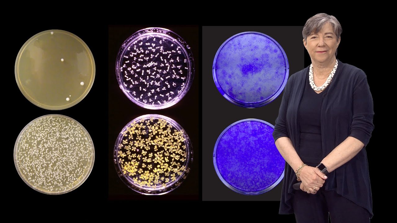 Susan Lindquist (Whitehead, MIT / HHMI) 2: Hsp 90: a Driver of Novelty in Evolution - YouTube