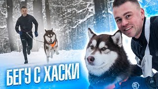 КАНИКРОСС 🐕 Бегу с собакой 🏃 Хаски Тор ⚡