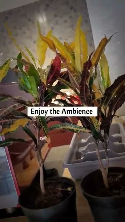 Cafe For Couples In Navi Mumbai shorts cafe YouTube cafe-for-couples-in-navi-mumbai-shorts-cafe-youtube