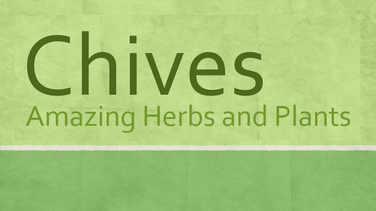 Chives health Benefits Amazing Herbs and Plants Chives nutrition