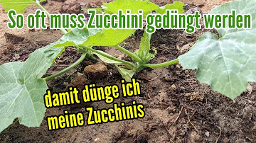 Kann man Zucchini mit Kaffeesatz düngen?