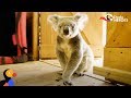 Rescued Koala Gets Help From His Favorite Girl | Dodo Heroes Season 1