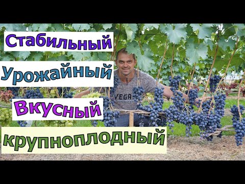 Виноград . С