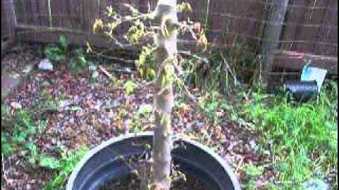 Trident Maple Bonsai Tree Starter part 1