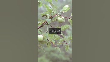 سورة النور الايه 51-53