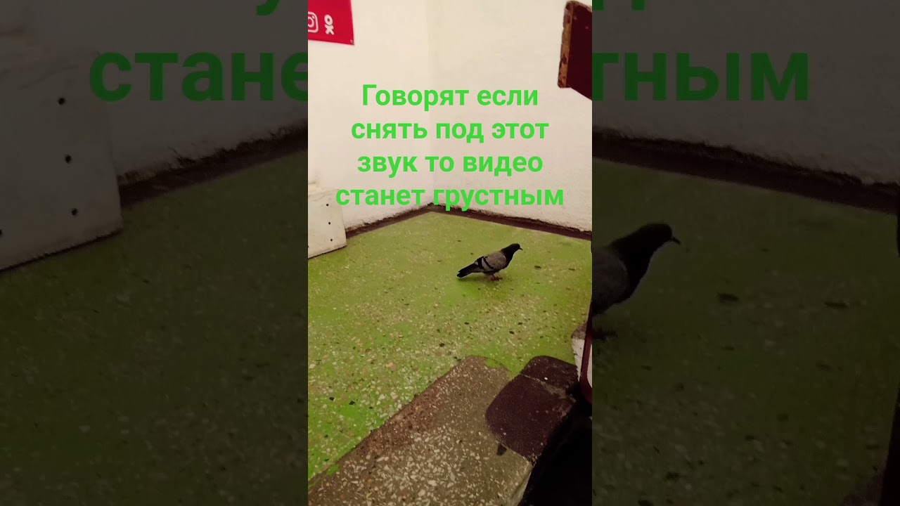 #pigeon