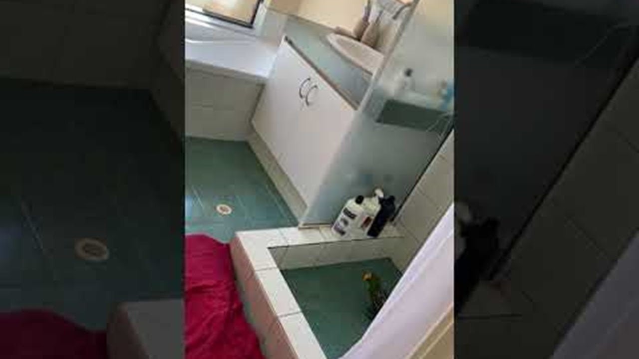 Eclectus Parrot Sings Shower Songs ViralHog YouTube