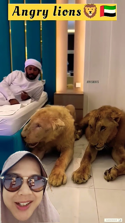 mengerikan dan menakutkan❗ ketika singa mengaum di sampingmu‼️ #lion #lionking #wildlife #beast