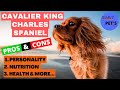 Things You Wish You Should Knew Before | Getting A Cavalier King Charles Spaniel | Daily Pets