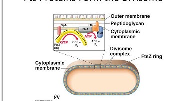BIO367 Lect4 Parta BinaryFission