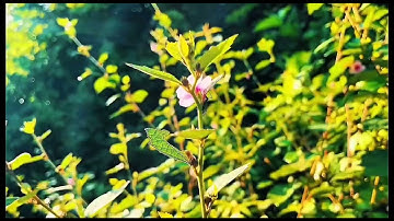 MY FIRST MINI VLOG 🫂.               #vlog #youtubeshorts #youtube 