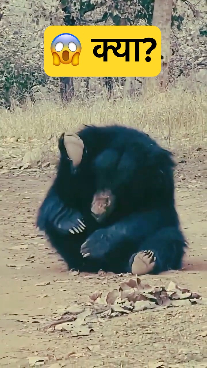 Living in Tiger Territory 😳 | Bear Playing Near Safari Jeep 🐻🔥 #WildAnimals #wildlife #woxygen