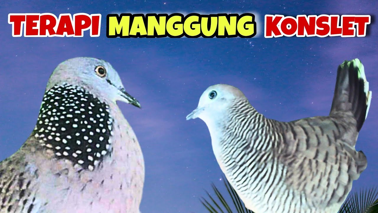 Waduh‼️Tekukur kuk 3 gacor suara merdu VS perkutut suara unik