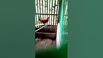 มาชมไก่ต่อสายหมานกันคับ