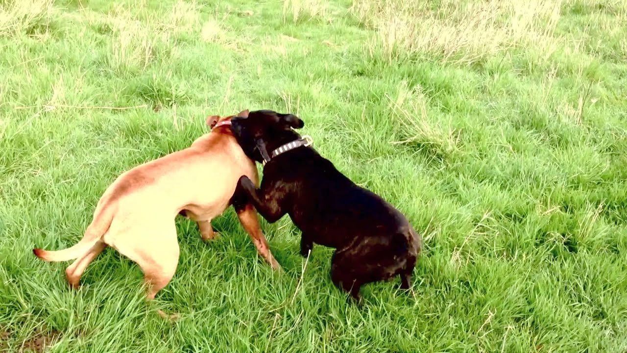 DOGS PLAYFIGHTING YouTube