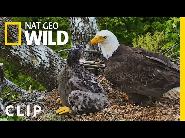 Banding a baby bald eagle at the National Arboreteum | Extraordinary Birder with Christian Cooper class=