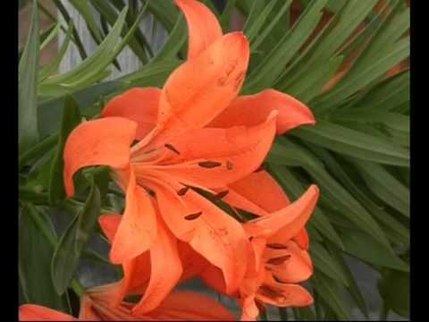 El jardinero en casa - LILIUM - YouTube