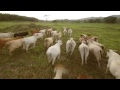 Flying with Cow Stampeed // Volando dentro de Estampida de Vacas | Watch in HD
