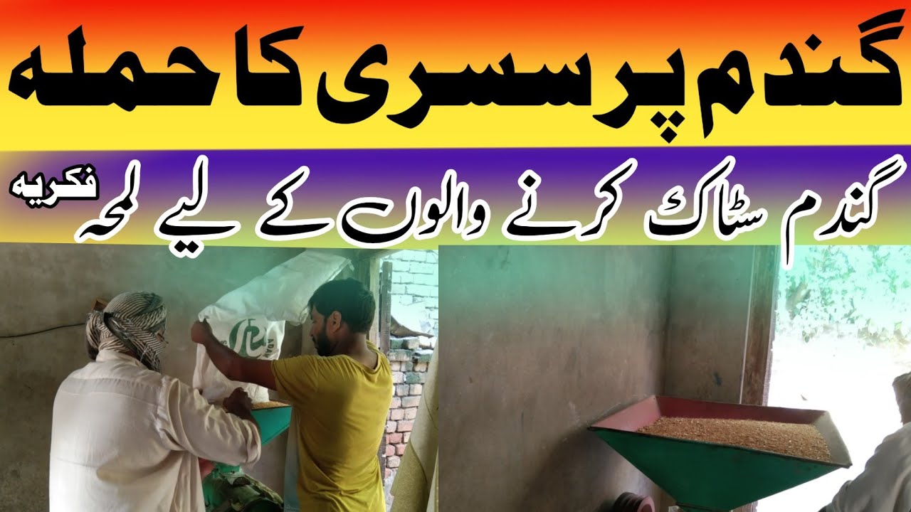 Wheat borer attack a new test for wheat stockists