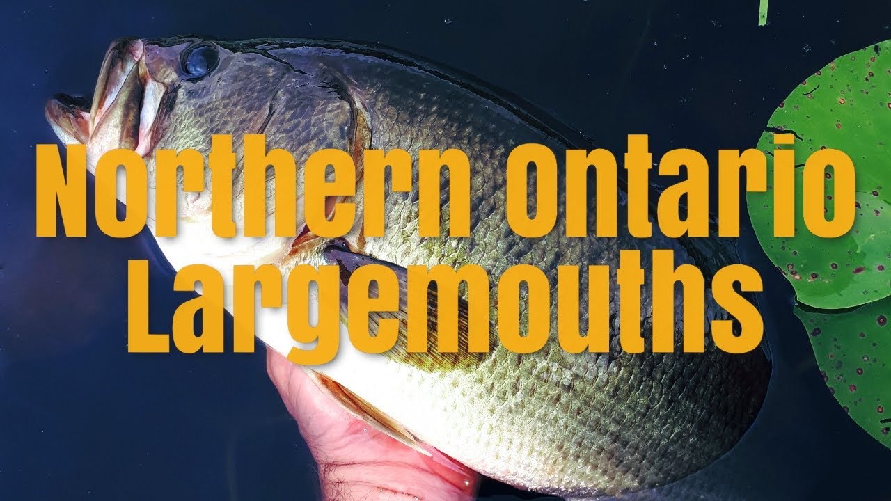 Nipissing Largemouth Bass