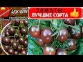 ТОМАТЫ 🍅СЛАДКО-ШОКОЛАДНЫЙ ВКУС и ЭКЗОТИЧЕСКИЙ ВИД ‼️ЧЕРНАЯ ВИШНЯ ЧЕРРИ