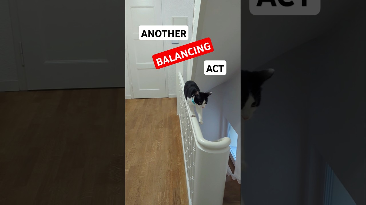 Oreo the cat's forbidden BALANCING act on the railing 