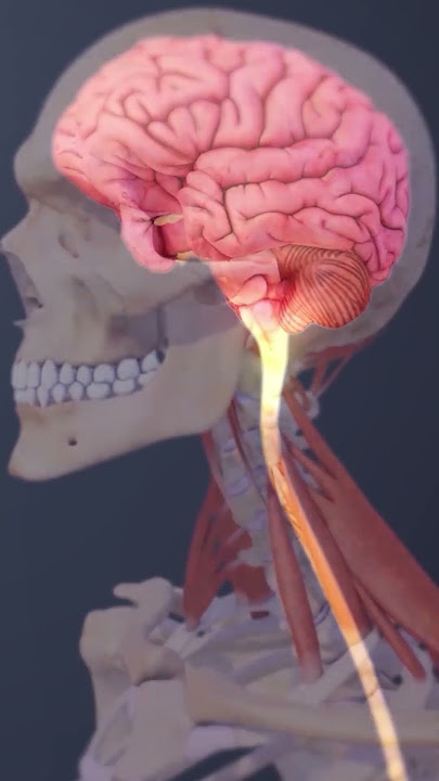 The Biggest Nerve in Your Body & How Your Spinal Cord Controls Everything