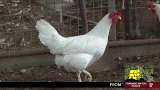 How to protect yourself amid rising bird flu cases: Experts weigh in