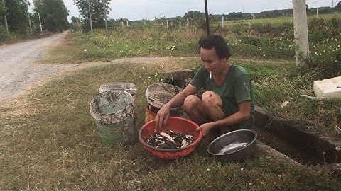 Cuộc sống miền quê - đi bắt cá cạn mùa lúa chín - Ngọc vũ Vlog