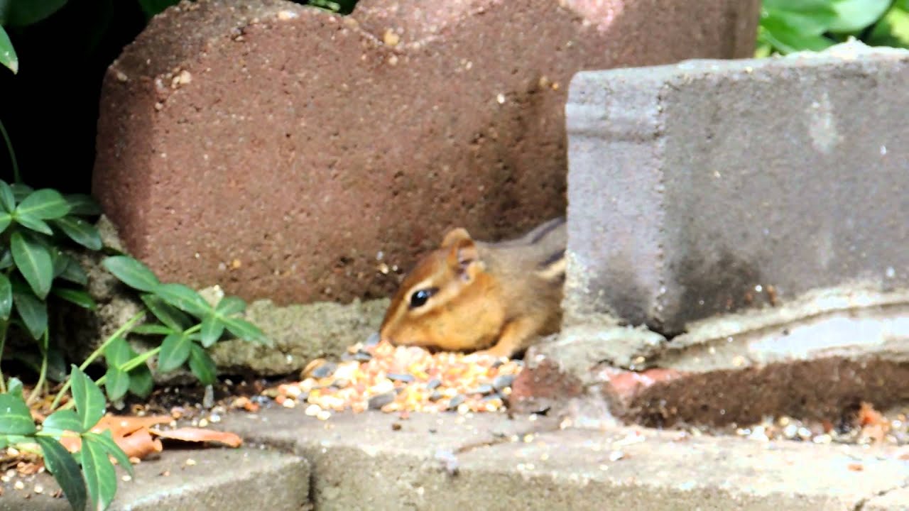 Our Garden Chipmunk Eating Youtube
