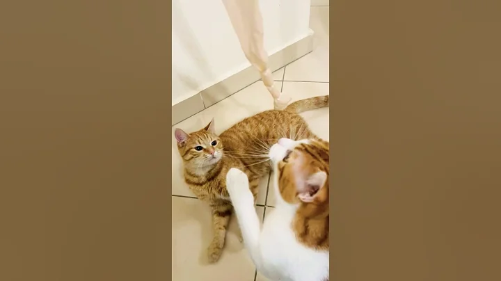 Video 6590451: cats catlover cutecat funny, cat cutecat funny gatos, cutecats dance catlover funny, catlover cutecat love funny, catlover cutecat baby, cats cute lovely catlover