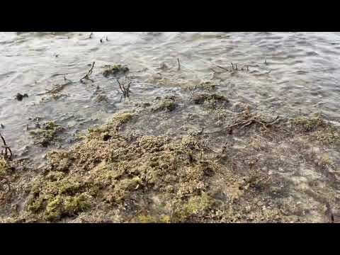 SOUNDS AMAZING #youtube #beach #trend #trend #nature