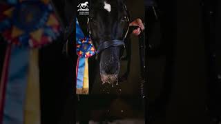 Keep Your Horse Hydrated In The Heat