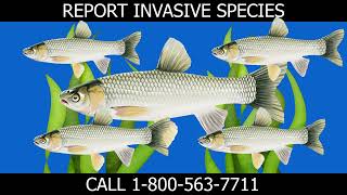 Anglers: Report Grass Carp!