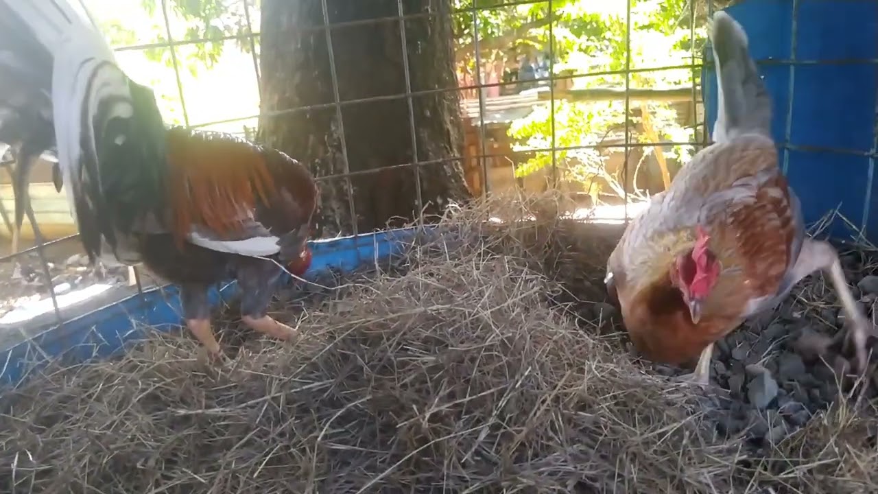 El cruce del papá con la hija