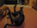 Rhodesian ridgeback 9 weeks staffy 4 years play fighting