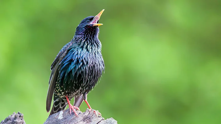 The call of the Common Starling - Bird Sounds to r...