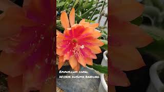 Epiphyllum Copal Mekarnya Bunga Wijaya Kusuma Hibrid Warna Orange Dengan Ukuran Jumbo