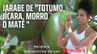 ¿Para qué sirve y cuáles son los beneficios del Totumo? (Tápara, Calabazo, Jícara)CRESCENTIA CUJETE
