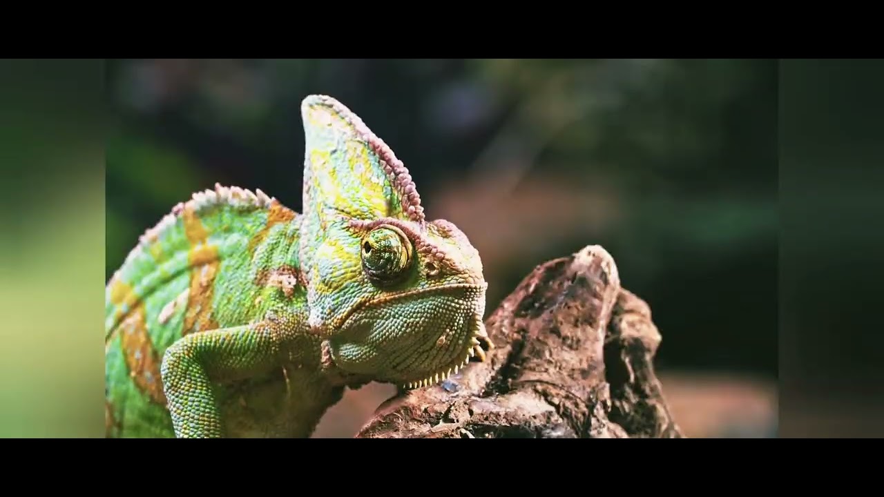 animals full Ultra HD video 64K Video | #naturephotography NSR XYZ ...
