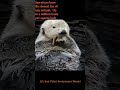 Why You Should Care About Sea Otters