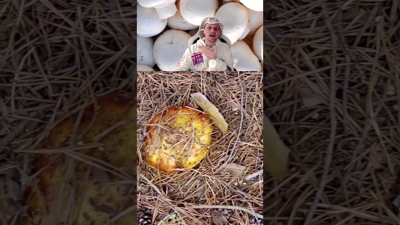 ⁣Раскрытие силы грибов 🍄 | Наука побеждать депрессию | Новые открытия!