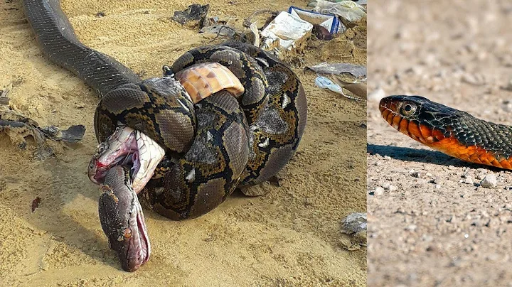 Snake Video | 11 Most Beautiful Snakes in the World Interesting Zone | Interesting Zone