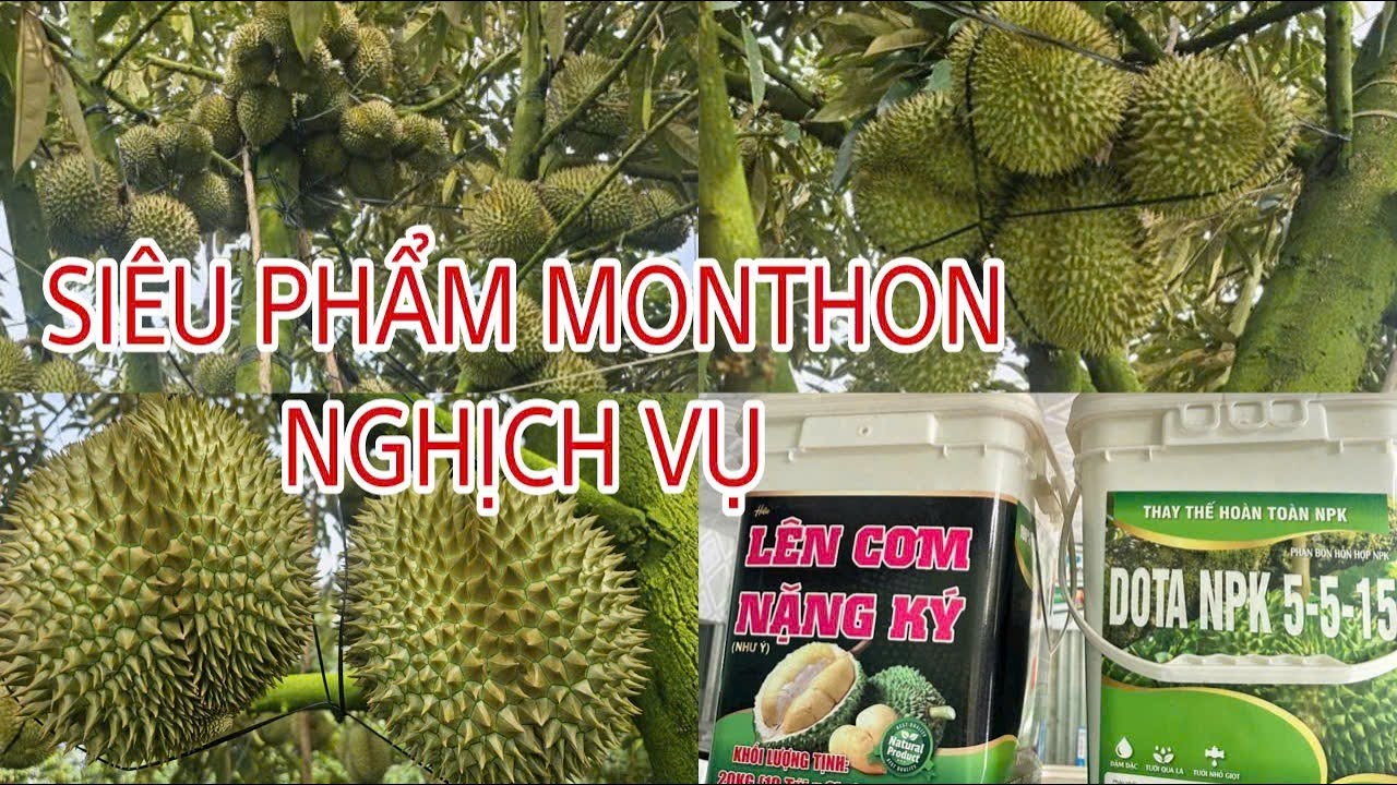 Siêu Phẩm MonThong Nghịch Vụ Năng Suất Cao_Gai Nhuyễn ở Cai Lậy_Tiền Giang(cũ)